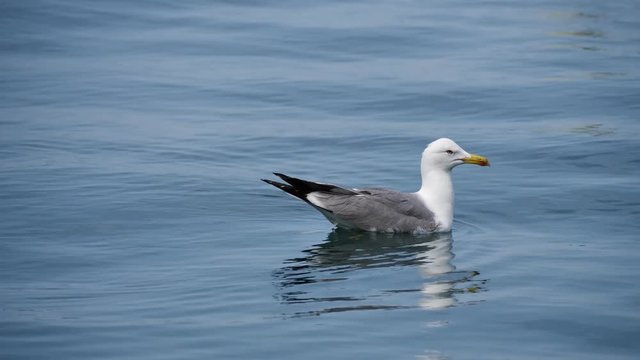 Gull swimming on water, UHD