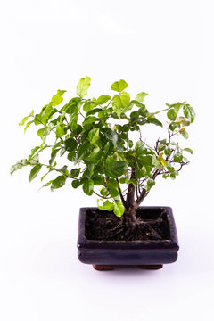 A bonsai in a ceramic pot