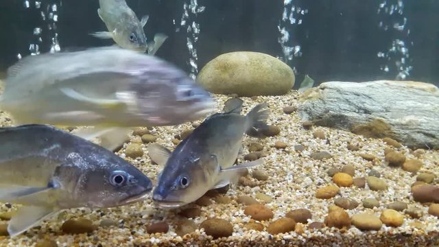 Fish : Boeseman croaker (Boesemania microlepis)