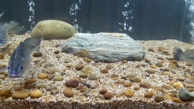Fish : Boeseman croaker (Boesemania microlepis)