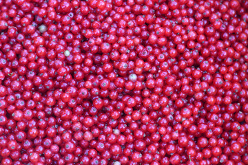 Background of red currant berries.
