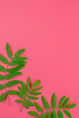 Green rowan tree leaves on bright pink background