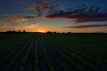 Twilight sky with clouds at dawn over a field with agricultural plantations.