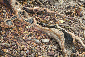 Old roots close up