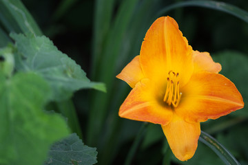 Golden Lily