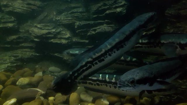 Fish : Giant snakehead (Channa micropeltes)