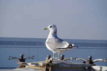 Möwe
