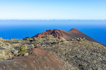 Meerblick im Süden von La Palma mit einem einzelnen grünen Baum im Vordergrund