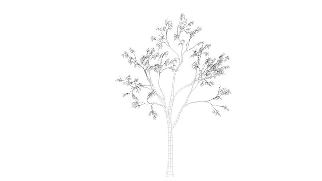 3d rendering of a loop tree animation as wireframe isolated