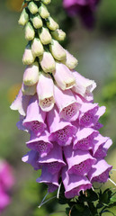 Flowering Digitalis purpurea or common purple foxglove in garden © kazakovmaksim
