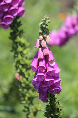 Flowering Digitalis purpurea or common purple foxglove in garden © kazakovmaksim