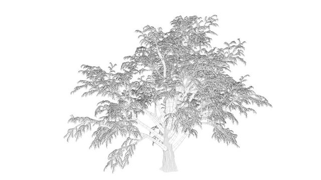 3d rendering of a loop tree animation as wireframe isolated