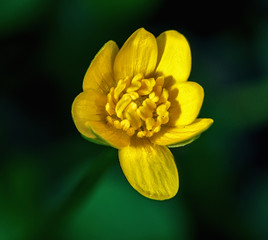 Obraz premium Caltha flover macro close up