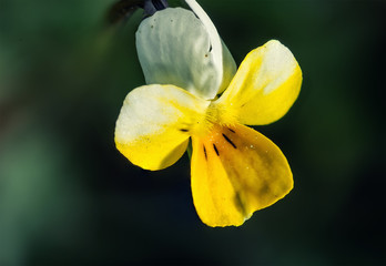 antirrhinum flover macro close up