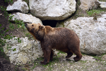 Obraz premium Brown Bear near its den