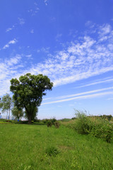 Fototapeta na wymiar trees and grass under blue sky in a park