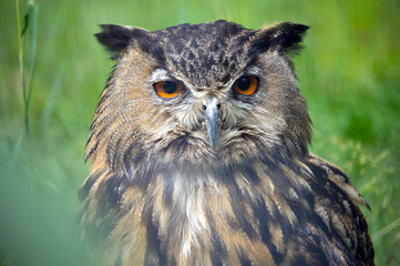 Owl portrait