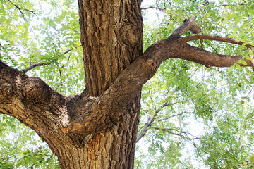Fototapeta na wymiar Locust tree branches
