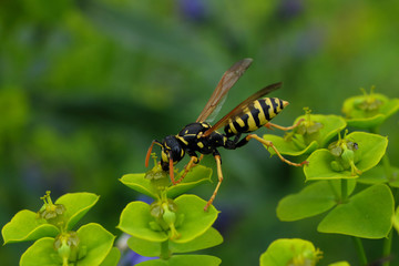 Feldwespe auf Wolfsmilch - Stockfoto