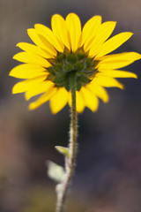 Back of a sun flower