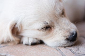 Beautiful very young and little golden retriever dog sleeps laying on floor, outdoor