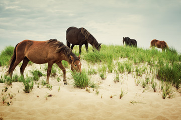 Sable Island horses grazing on marram grass growing from a sand dune on Sable Island. 