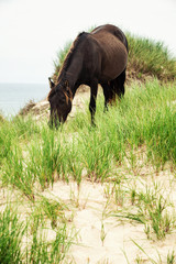 Sable Island horses grazing on marram grass growing from a sand dune on Sable Island. 