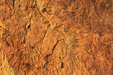closeup of photo, dry tobacco leaves in the market