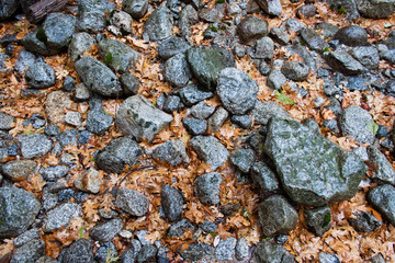 cool Rocks with warm orange leaves