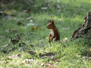 squirrel looking out 2