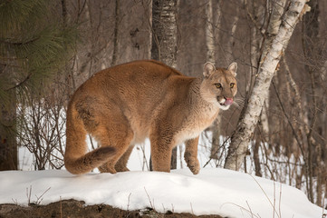 Obraz premium Dorosła samica Cougar (Puma concolor) liże nos