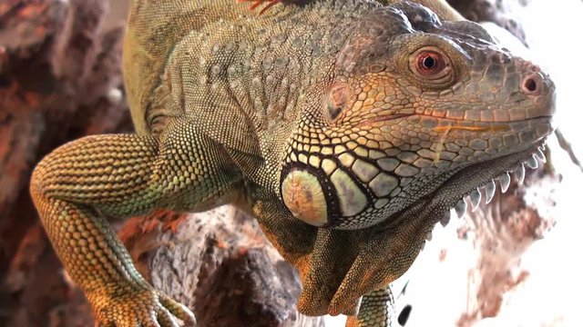 Comodo dragon extremly close up video