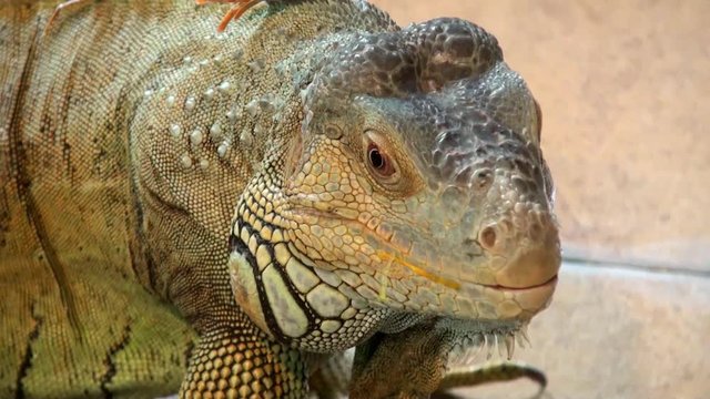 Comodo dragon extremly close up video