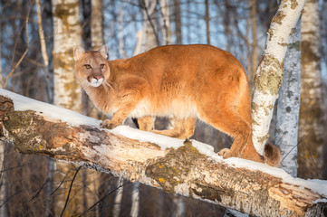 Naklejka na ściany i meble Adult Female Cougar (Puma concolor) Stands on Branch