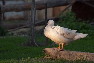 duck in a row. white duck on the wild grass