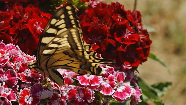 Close up of beautiful butterflie Papilio machaon perched on a flower, 4k, 75 FPS