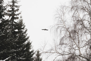 Black raven flies above trees on hunt. Atmospheric landscape with coniferous and deciduous trees in snow, with dark crow in gray sky, with copy space. Beautiful flight of predatory bird in winter.