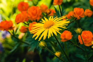 Beautiful arnica close up grow on background of warm globeflowers with copy space. Bright yellow fresh plants with orange center in macro on green and fairy background. Medicinal plants.