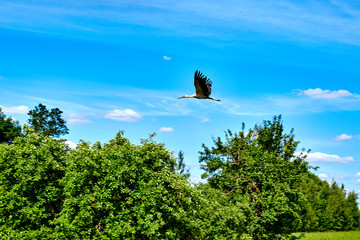 A stork is flying against the sky and the forest