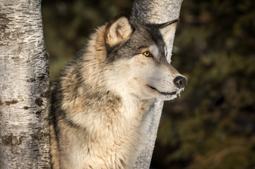 Grey Wolf (Canis lupus) Profile Right Between Tree Trunks
