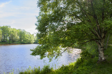 Birch tree on the lake bank