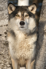 Grey Wolf (Canis lupus) Stares Out