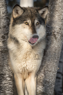 Grey Wolf (Canis lupus) Looks Up Licking Nose
