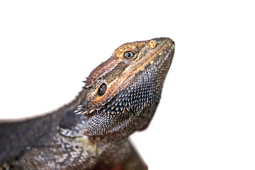 Pogona vitticeps -A portrait of an adult bearded dragon who's looking to the side. The prehistoric looking head draws all the attention. The colors are amazingly dramatic. White studio background.