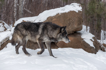 Black Phase Grey Wolf (Canis lupus) Stalks Right