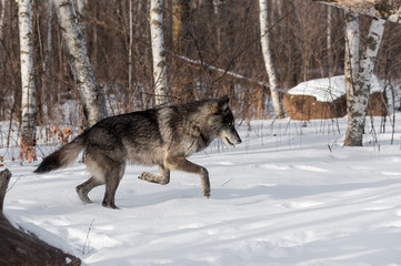 Black Phase Grey Wolf (Canis lupus) Jumps to the Right