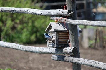 Shiny blue bird on fence Birdhouse