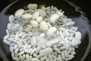 white beans