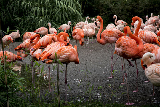 Group of pink flamingos in natural environment. 