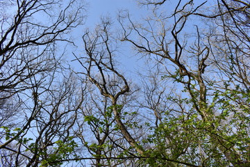Forest